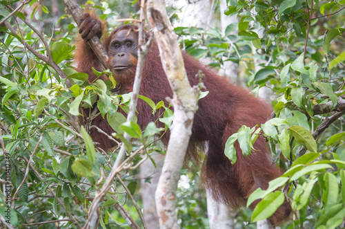 Portrait of a semi-wild orangutan in Tanjung Puting National Park. Kalimantan, Indonesia.