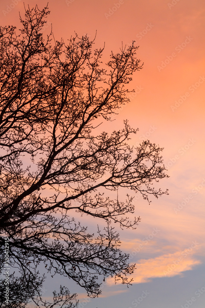 Bare branches against a sunset