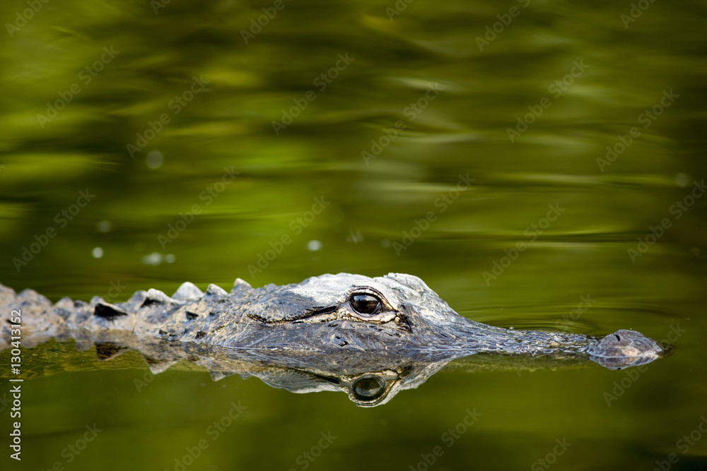 Alligator, and its reflection as a mirror image, in Turner River, Everglades, Florida Alligator, and its reflection as a mirror image, in Turner River, Everglades, Florida