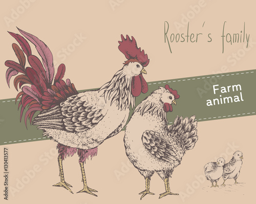Rooster, hen, chicken