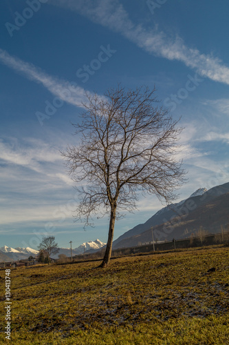 Trees in a park on winter season