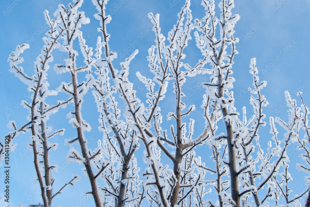 Winter frosty tree at sunny sky background