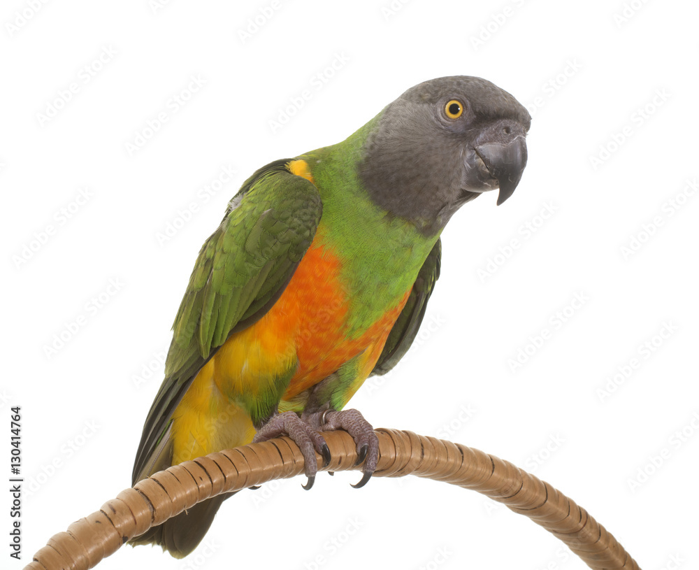 Fototapeta premium senegal parrot in studio