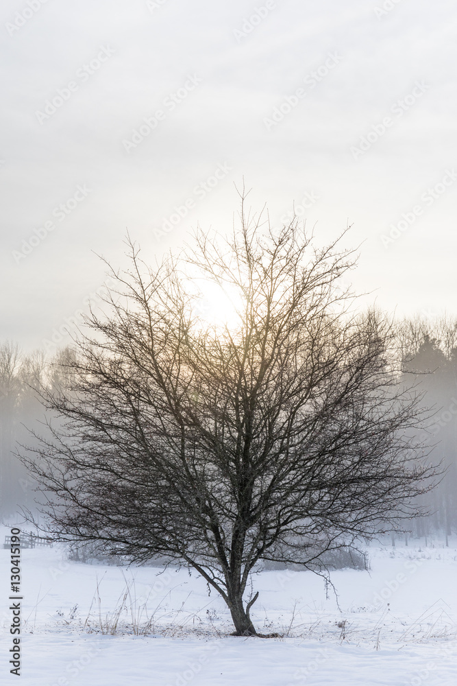Snow fog above ground and sunset behind an isolated tree at the Swedish forest, Stockholm, Sweden. Snow fog above ground and sunset behind an isolated tree at the Swedish forest, Stockholm, Sweden.