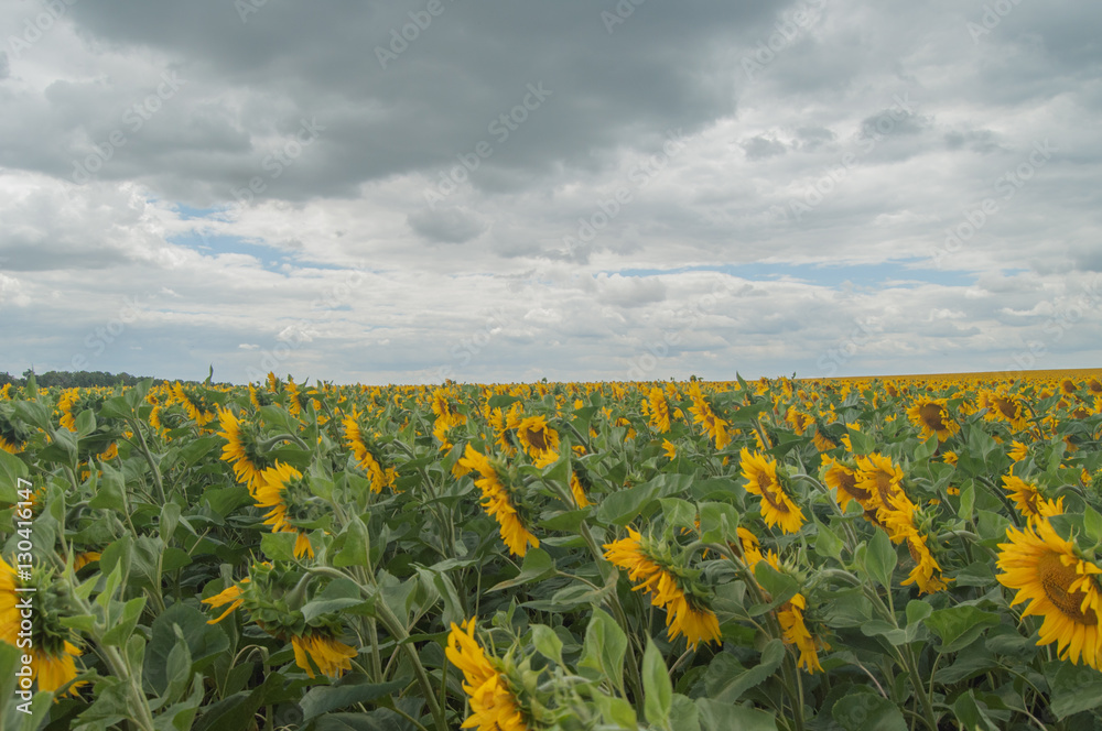 Fototapeta premium sunflower
