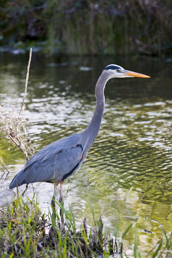 Great Blue Heron, Ardea herodias, on riverbank in the Everglades, Florida, USA Great Blue Heron, Ardea herodias, on riverbank in the Everglades, Florida, USA