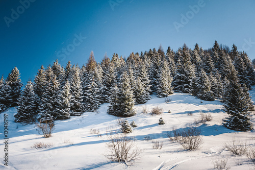 Frozen snow-covered fir-trees at the top of snow mountain. View