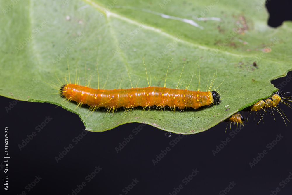 Fototapeta premium Painted Jezebel caterpillars