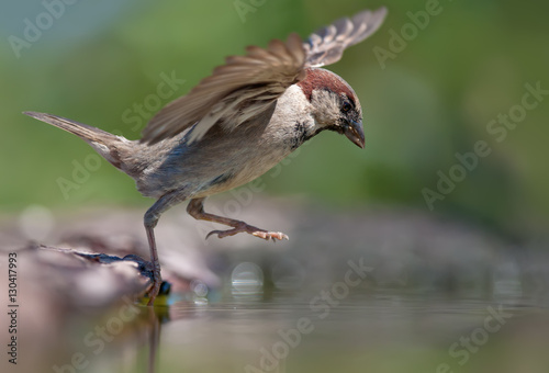 House sparrow grand leap into water photo