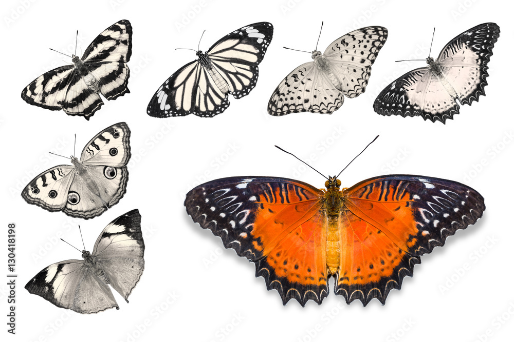 Orange butterflies on white background Orange butterflies on white background