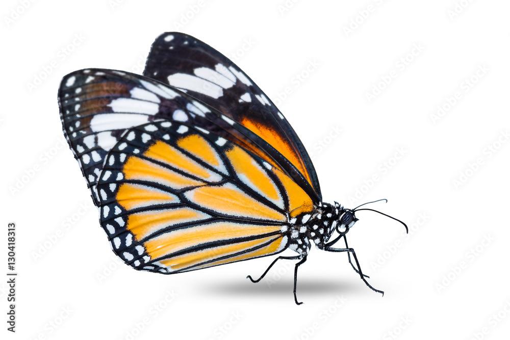 Fototapeta premium Common Tiger butterfly