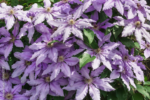 The flowers of clematis cultivars of Polish General Sikorski (lat. Clematis General Sikorski) photo