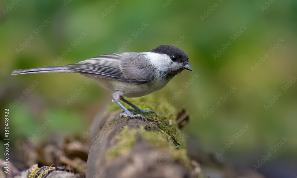 Obraz premium Willow tit on a mossy trunk