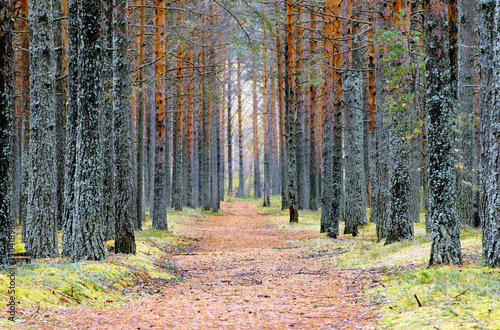 Forest path. Old path passing through a dense pine forest. photo