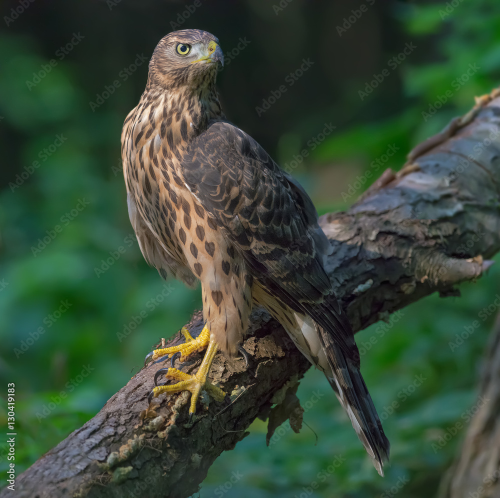 Northern goshawk perched for full view Northern goshawk perched for full view