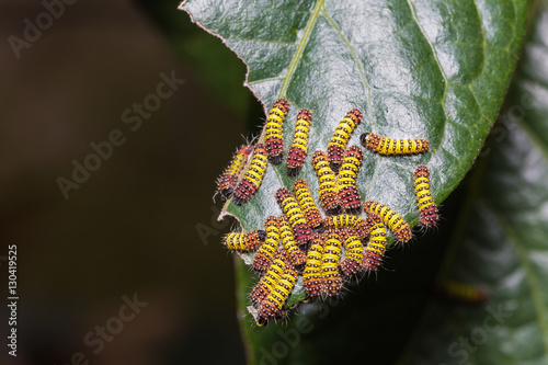 Cyclosia panthona caterpillars photo