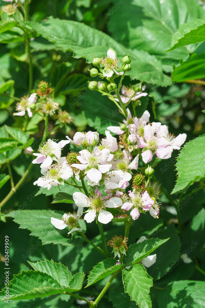 Flowering blackberries (lat. Rubus)