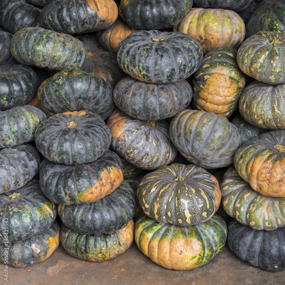 Green pumpkin vegetable of agriculture harvesting Green pumpkin vegetable of agriculture harvesting