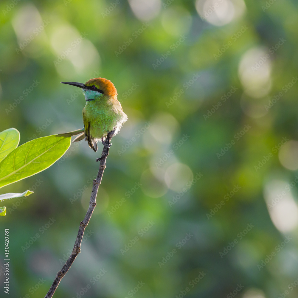 Merops ornatus, bee-eater on the tree Merops ornatus, bee-eater on the tree