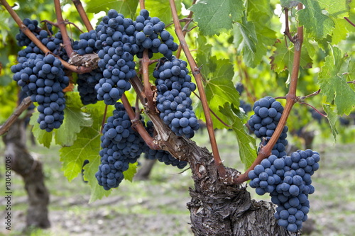 Ripe Cabernet Franc grapes on ancient vine in sandy soil at Chateau Cheval Blanc in St Emilion in the Bordeaux region of France photo