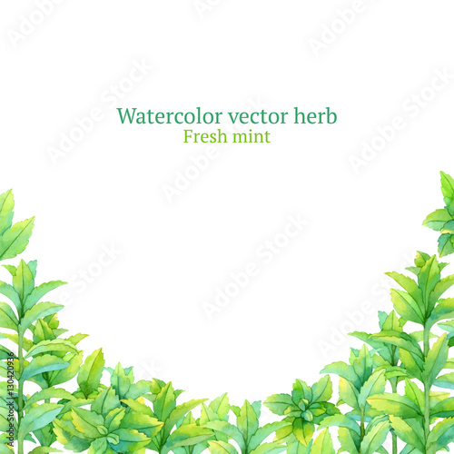 Watercolor vector frame with fresh mint