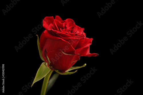 red rose isolated on black  red rose isolated on black