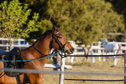 Close up of a horse running / jumping / standing in a riding pen on a horse stud farm. © Dewald