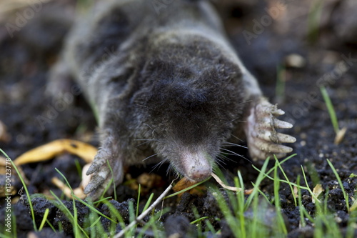 European mole, Talpa Europaea, in a country garden, the Cotswolds, Oxfordshire, UK photo