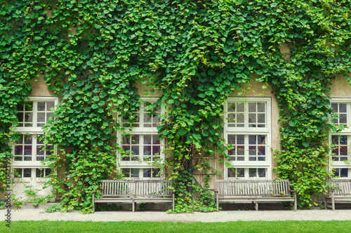 Wall of a house with window covered with green ivy leaves.