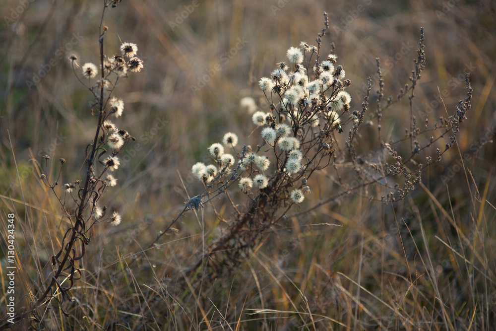 autumn field grass at dawn bulrush autumn field grass at dawn bulrush