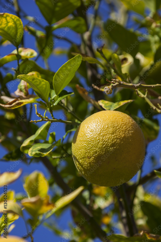 Close-up of orange on the orange tree, Egypt Close-up of orange on the orange tree, Egypt