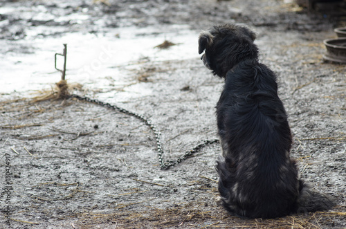 Mongrel dog on the chain.