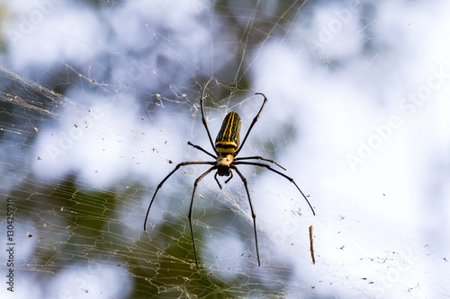 Spinne in Indien Kerala Kumily photo