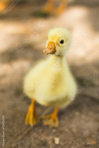 Cute little yellow duckling staying on the ground © Ольга Тернавская
