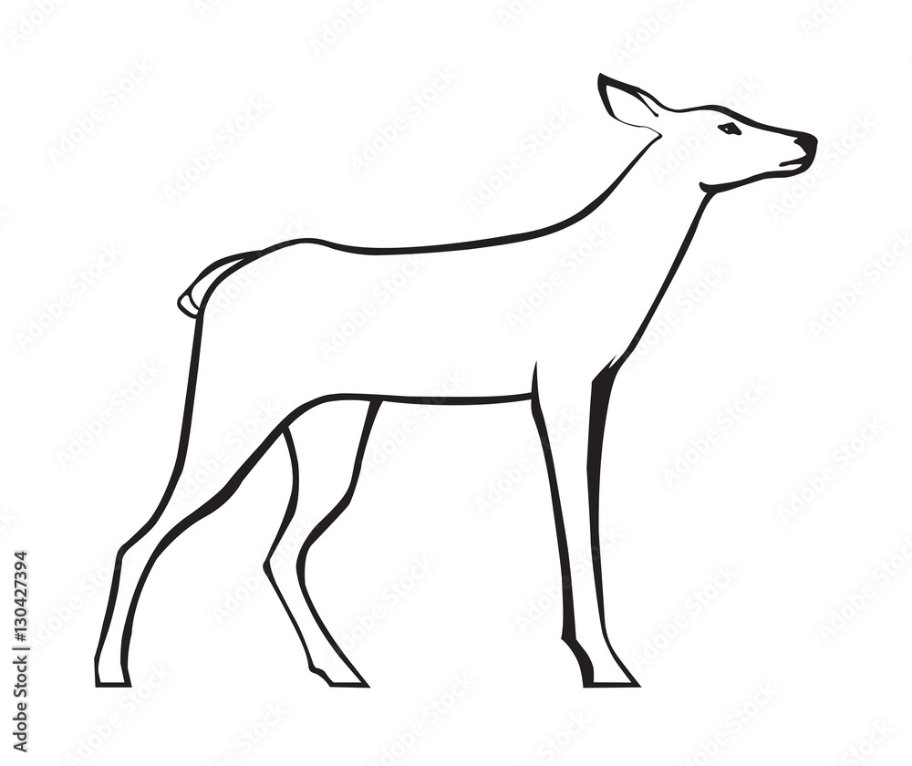 Roe deer vector image. Roe deer vector image.