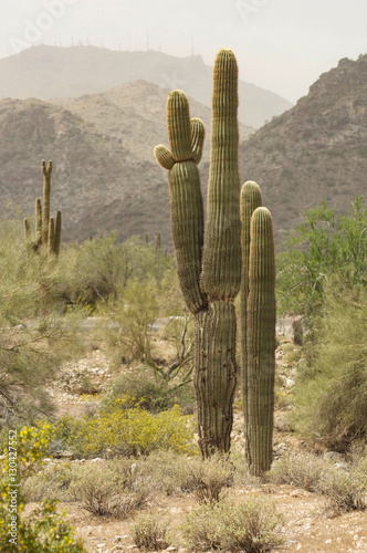 Saguaro cactus in the mountains of Arizona during a sand storm