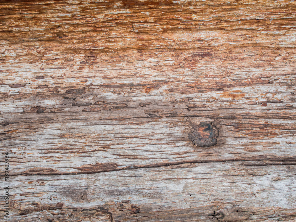 Fototapeta premium dead old brown bark and gnarl tree texture and background