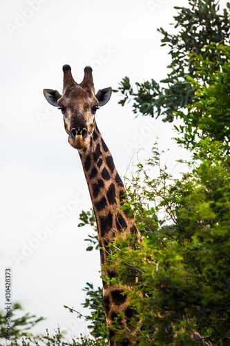 Fototapeta Naklejka Na Ścianę i Meble -  Giraffe looking around a tree.