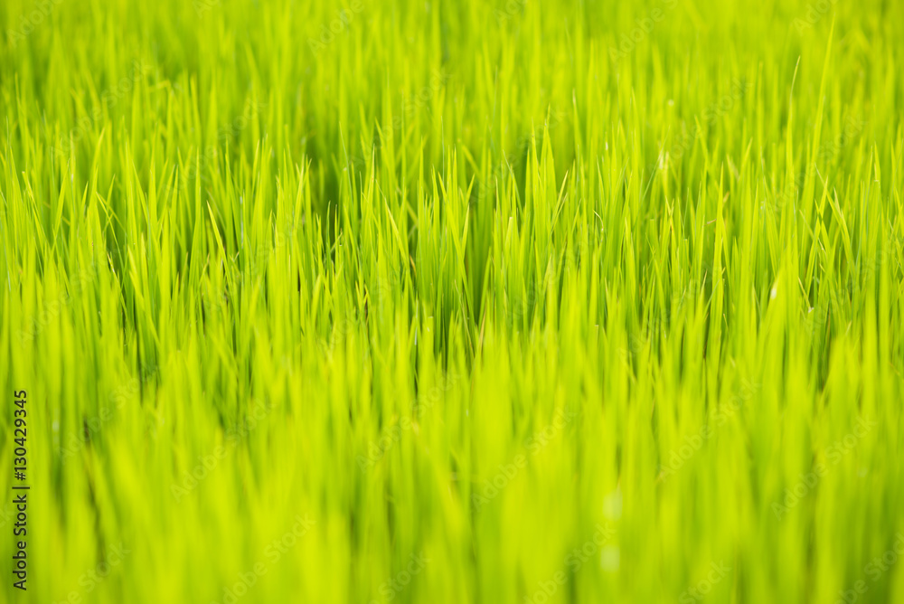 Green rice field