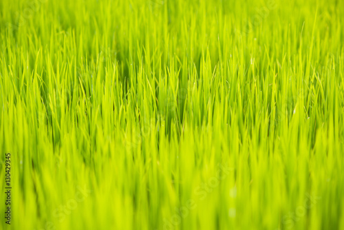 Green rice field