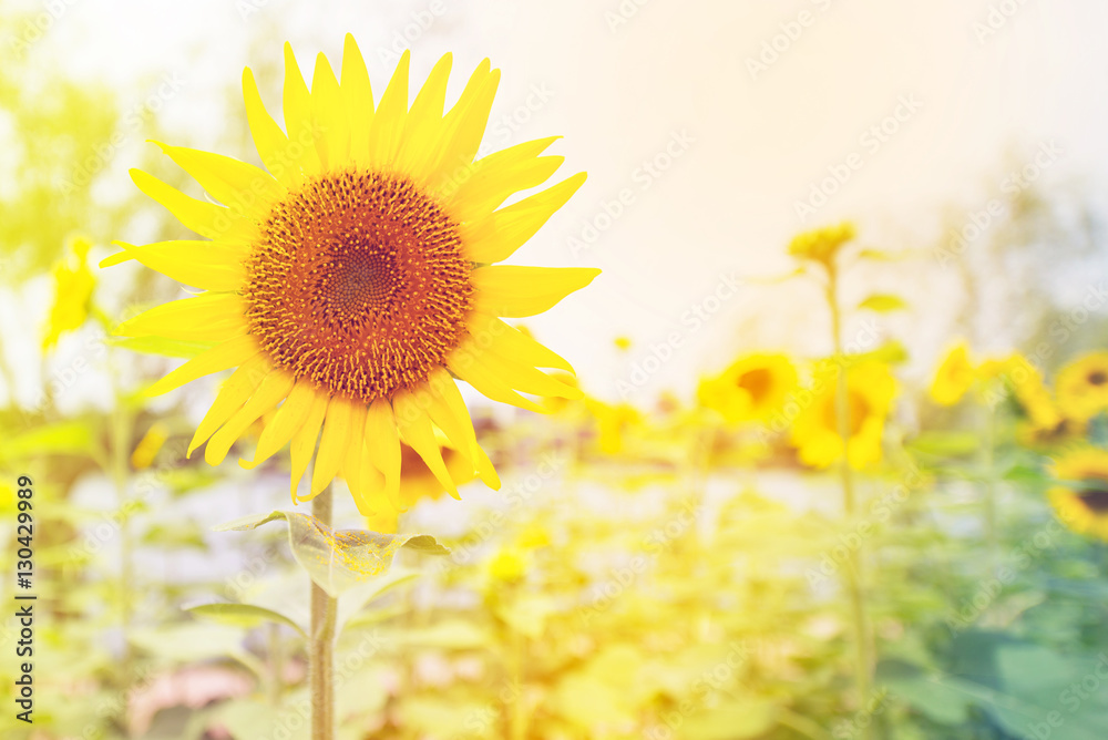 Obraz premium Flowers at sunrise..