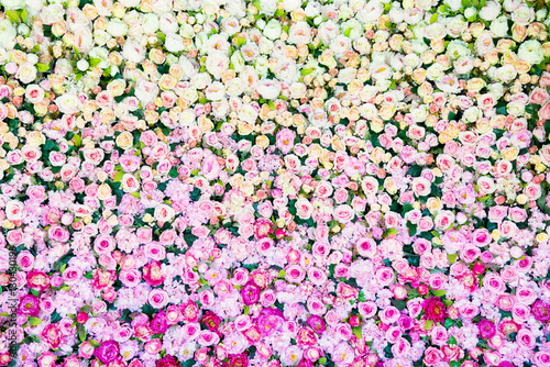 Pattern of fresh colorful roses..