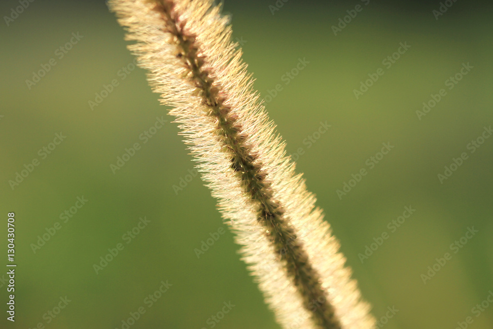 Gramineae or Pennisetum setosum (Silhouette)