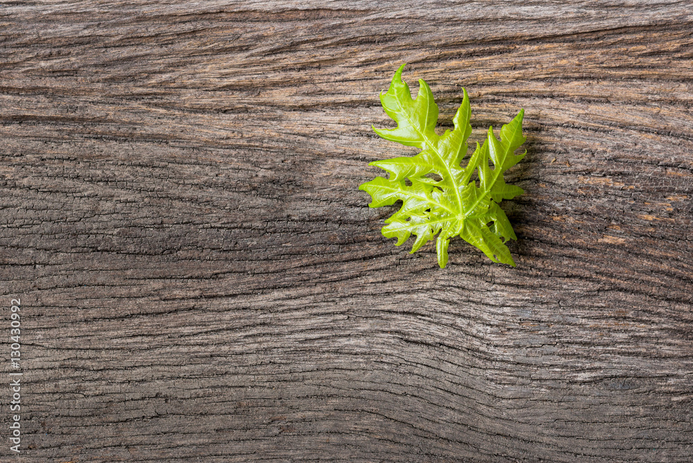 New development and renewal as a business concept of emerging leadership success as an old cut down tree and a strong seedling growing in the center trunk as a concept of support building a future... New development and renewal as a business concept of emerging leadership success as an old cut down tree and a strong seedling growing in the center trunk as a concept of support building a future...