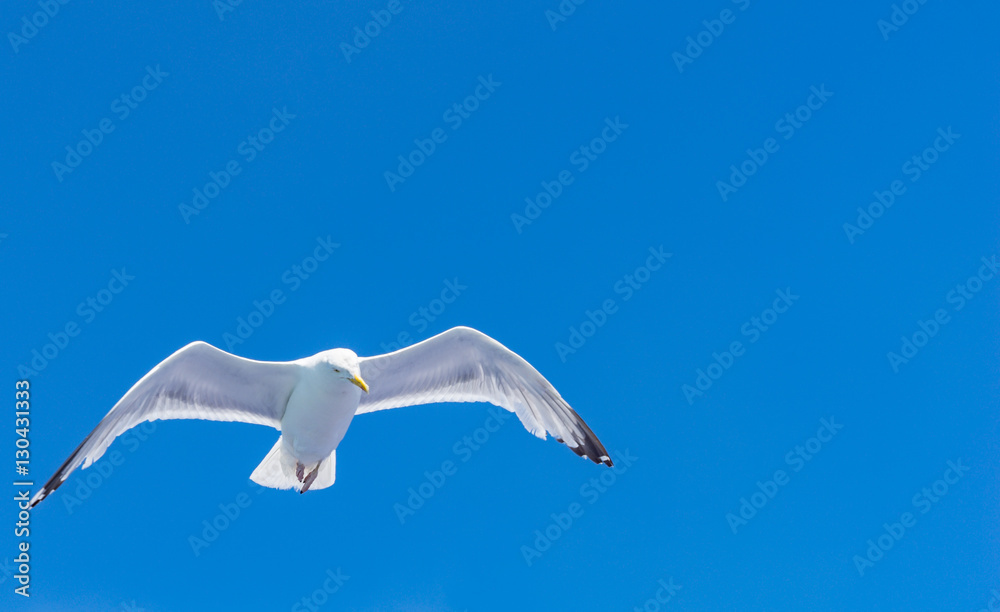 eine weiße Möwe gleitet / fliegt am blauen Himmel entlang - Nahaufnahme eine weiße Möwe gleitet / fliegt am blauen Himmel entlang - Nahaufnahme