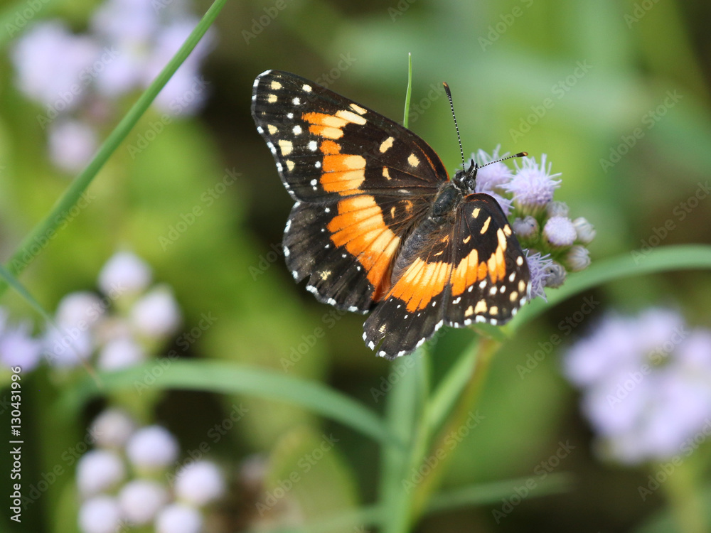 Bordered Patch Butterfly - Chlosyne lacinia Bordered Patch Butterfly - Chlosyne lacinia