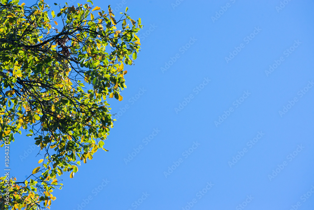 Fototapeta premium The trees in the forest against the blue sky with clouds..