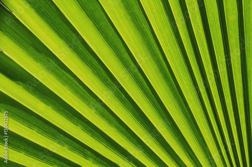Palm leaf texture as natural background
