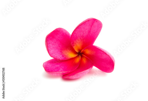 frangipani flower isolated