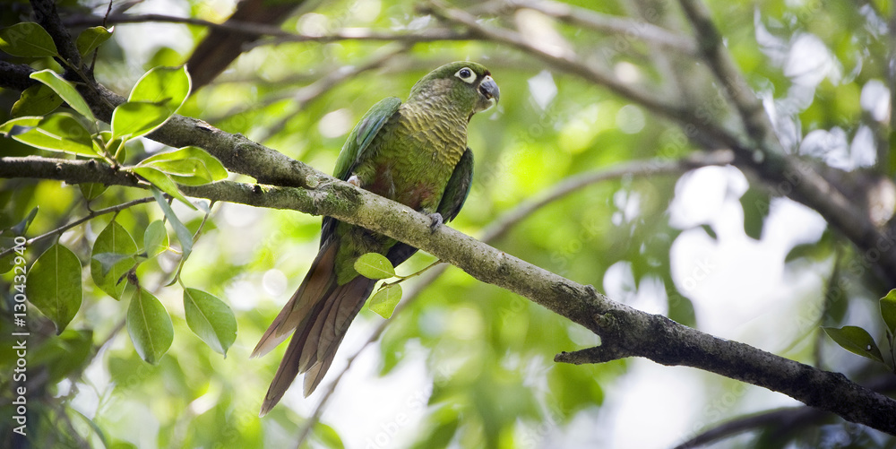 Maroon-bellied parakeet perched in Atlantic Rainforest tree Maroon-bellied parakeet perched in Atlantic Rainforest tree